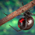 Appalachian Trail Wildlife Hazards