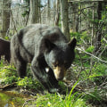 Wildlife Safety on the Appalachian Trail