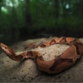 Snakebite Safety on the Appalachian Trail