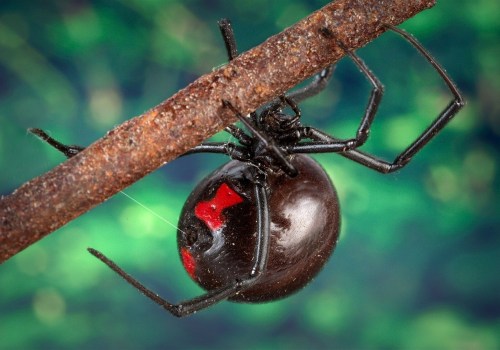 Appalachian Trail Wildlife Hazards