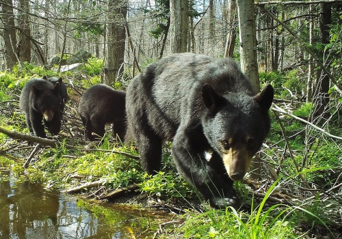 Bear Safety on the Appalachian Trail