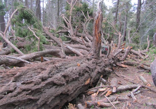 Understanding White Mountain National Forest Firewood Collection Permits