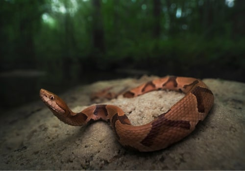 Snakebite Safety on the Appalachian Trail